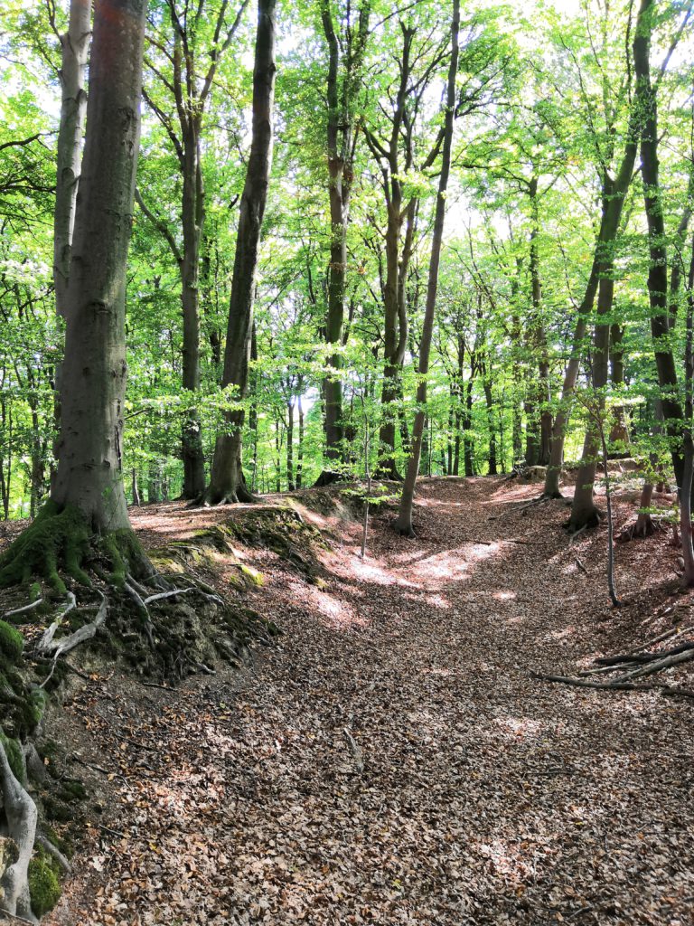 Waldbaden Angebote – Achtsamkeit Im Wald