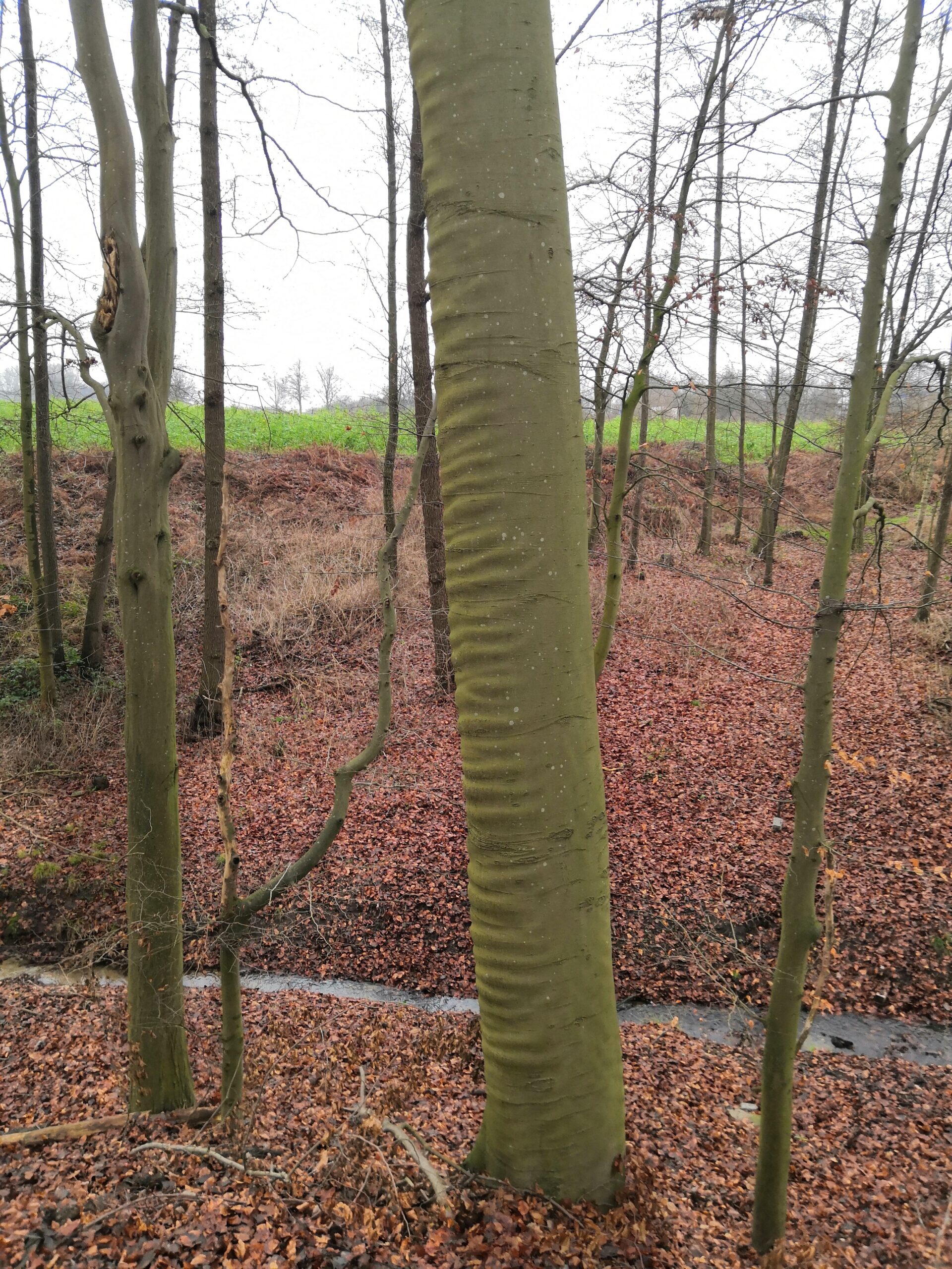 Wimmerwuchs – Achtsamkeit im Wald